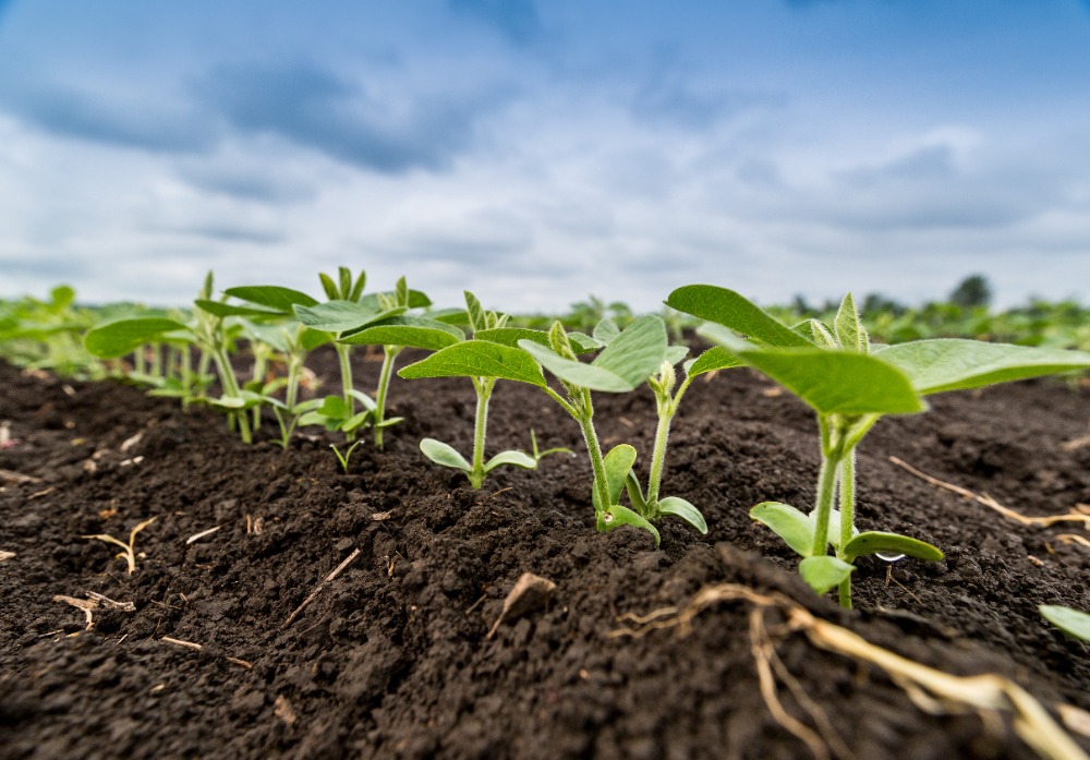 Defensivos Agrícolas