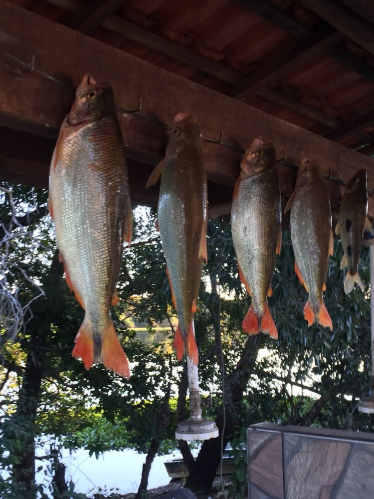 Serviços de Pesca